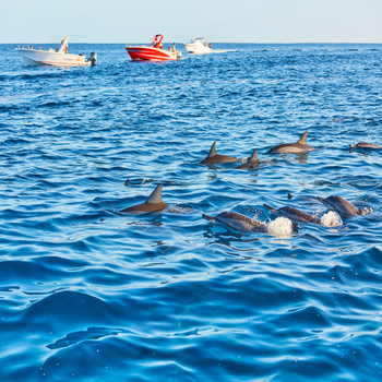 Среща с делфини – целодневен тур