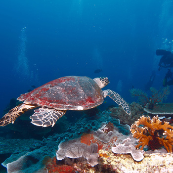 Целодневна екскурзия Reef Safari (включен обяд)