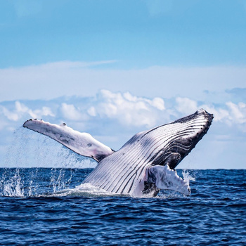 Възможност за наблюдение на китове